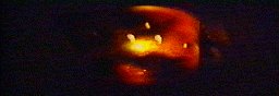 [Alien War Pic]